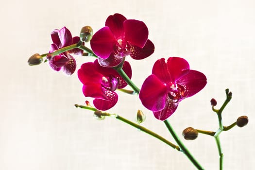 Branch Red Moth Orchid or Phalaenopsis flowers with out of focus fabric background