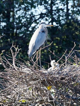Mother Great Blue Heron watching over her hatchlings in the nest.