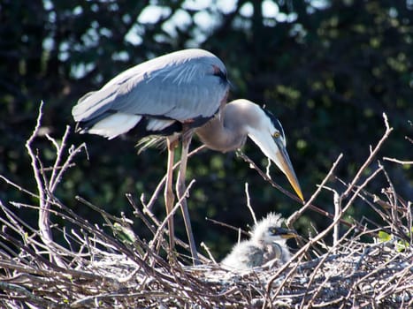 Great Blue Heron watching over baby birds in nest