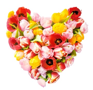 Heart-shaped arrangement of colourful fresh tulips symbolic of love and romance isolated on white in square format for a sweetheart or loved one