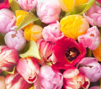 Closeup overhead view of a bouquet of beautiful fresh colourful spring tulips in square format for a seasonal background