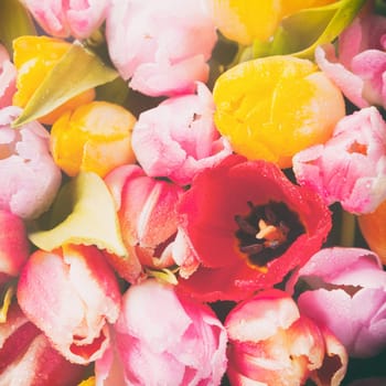 Vintage effect toned and faded square floral background of multicoloured fresh tulips with focus to a large red bloom on the right, overhead view