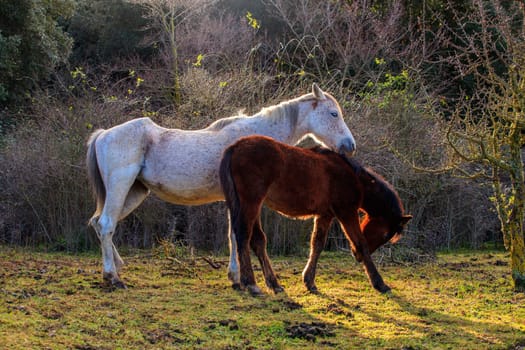 Two horses grazing in the field of the Altesina mountain