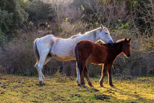 Two horses grazing in the field of the Altesina mountain