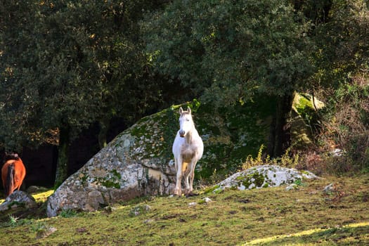 Two horses grazing in the field of the Altesina mountain