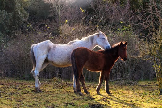 Two horses grazing in the field of the Altesina mountain