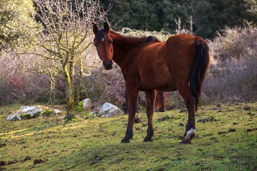 Brown horse grazing in the field of the Altesina mountain