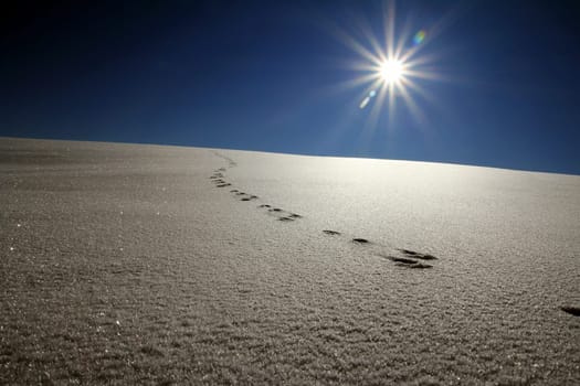 Animal tracks in the snow