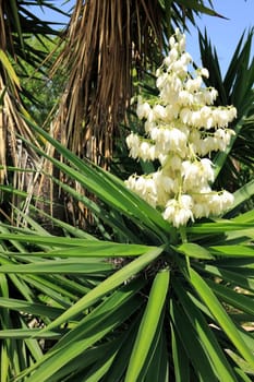 Beautiful, small white cream color clusters of flowers on top of a tropical shrub that has long and thick green leaves coming from the center outside on a sunny day.