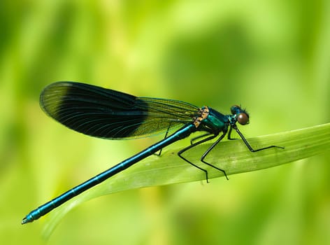 Banded demoiselle males