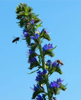 Viper's head with bees