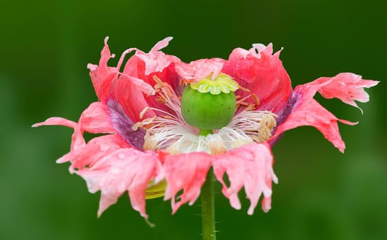 Poppy blossom and poppy capsule
