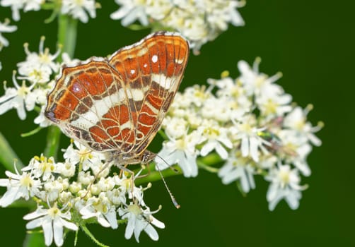 Country maps on hogweed