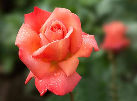 Pink Rose Ave Maria