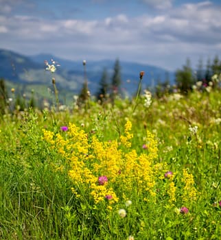 Summer landscape of the flora in Ceahlau Mountains, Romania.