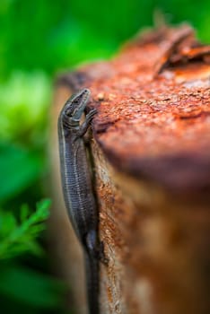 Zootoca vivipara lizard on a tree trunk in summer.