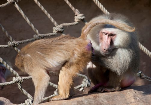 Portrait of friendly baboon
