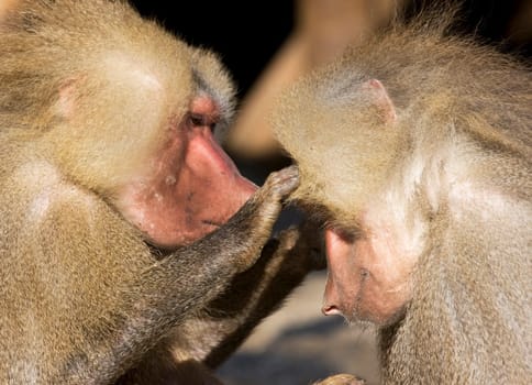 Portrait of friendly baboon