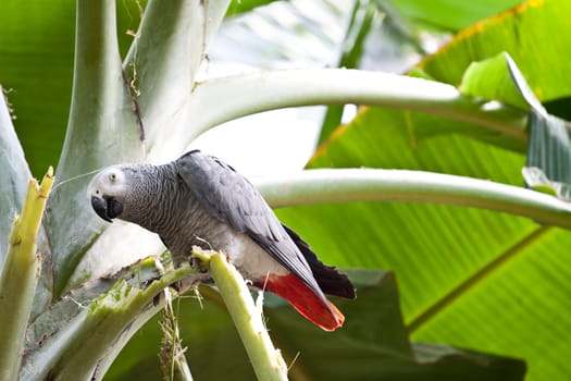 African Grey Parrot on a tree