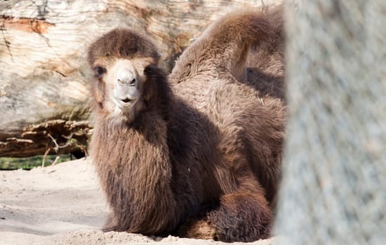 Bactrian Camels sitting