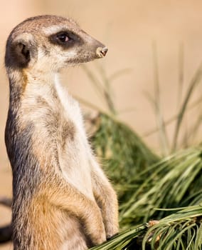 Portrait of funny meerkat