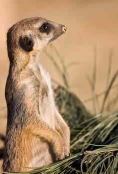 Portrait of funny meerkat