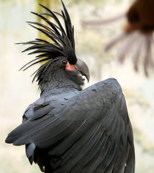 Palm Cockatoo, Probosciger aterrimus, also known as the Goliath Cockatoo