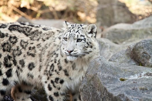Close up on Snow leopard