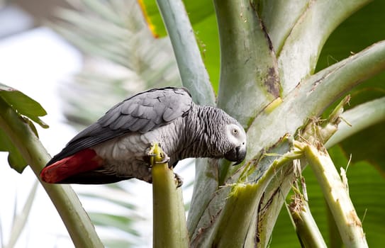 African Grey Parrot on a tree
