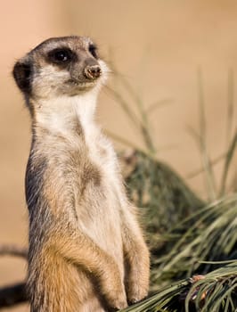 Portrait of funny meerkat