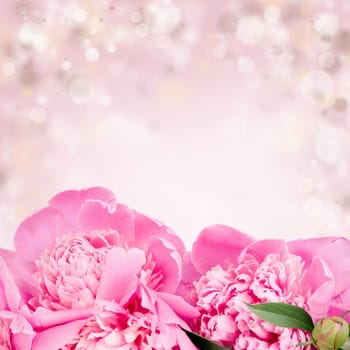 Beautiful pink roses on bokeh background