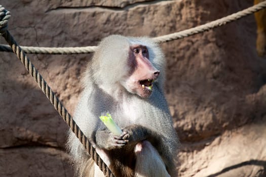 Portrait of friendly baboon