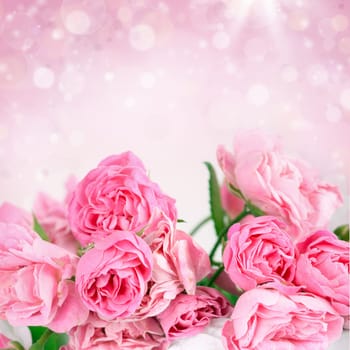 Beautiful pink roses on bokeh background
