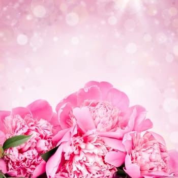 Beautiful pink roses on bokeh background