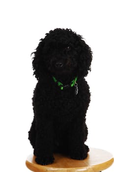 Lovely black poodle sitting on chair and looking into the camera, on white.background..