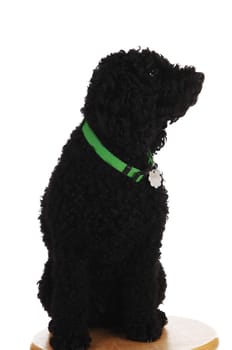 A young black poodle sitting on a chair with a green leash, looking away.for white background..
