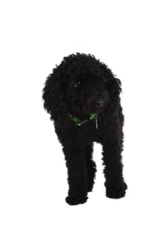 A black poodle dog standing for white background..