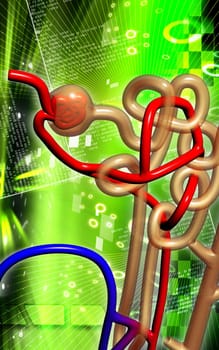 Digital illustration of nephron in colour background