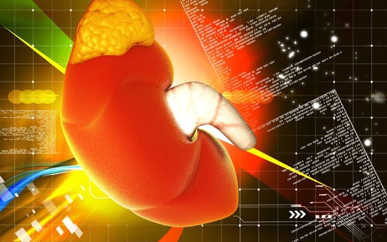 Digital illustration of kidney in colour background