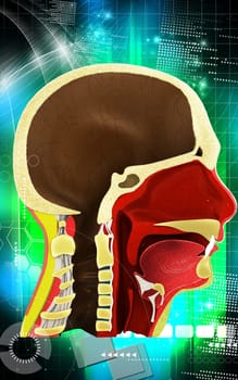Digital illustration of brain in colour background