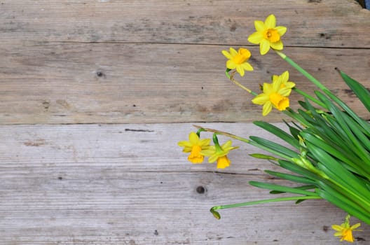 Spring Wood Background