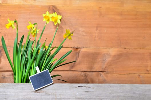 Spring Wood Background