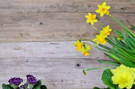 Spring Wood Background
