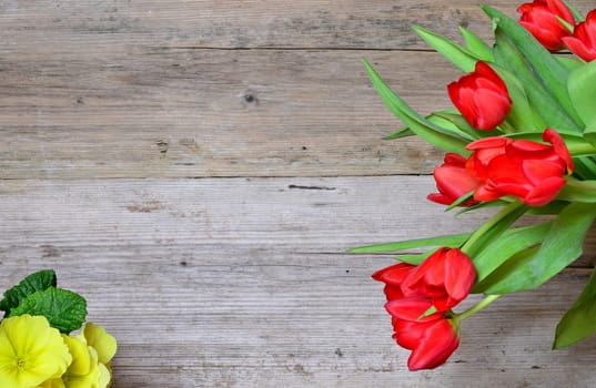 Spring Wood Background