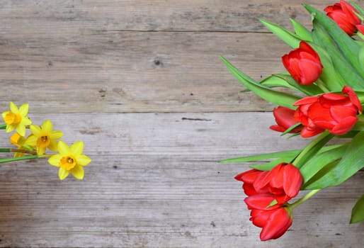 Spring Wood Background