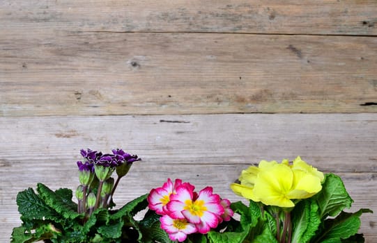 Spring Wood Background