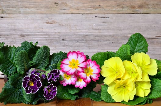 Spring Wood Background