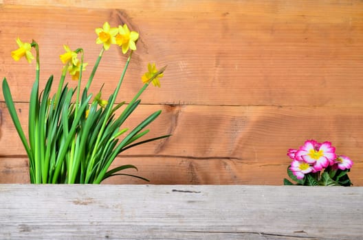 Spring Wood Background