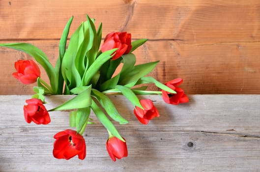 Spring Wood Background
