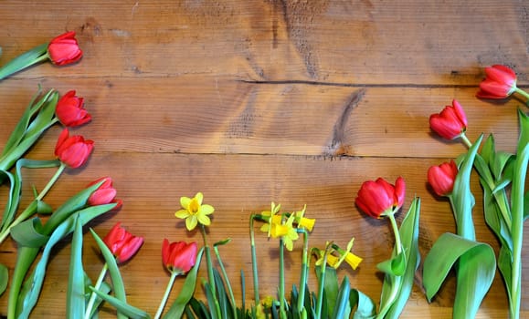 Spring Wood Background